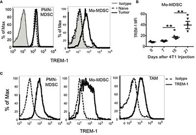 Tumor-Infiltrating Myeloid Cells Co-Express TREM1 and TREM2 and Elevated TREM-1 Associates With Disease Progression in Renal Cell Carcinoma